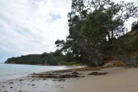 Rotoroa Island